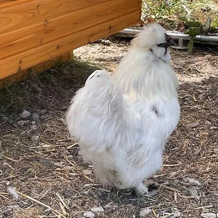 La Gueriniere, Entre Ocean Et Campagne ! * Saint-Cyr-du-Doret