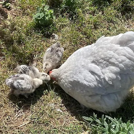 Prázdninový dům La Gueriniere, Entre Ocean Et Campagne ! *