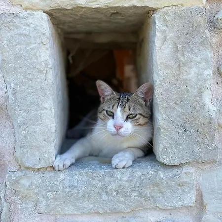 La Gueriniere, Entre Ocean Et Campagne ! * Saint-Cyr-du-Doret