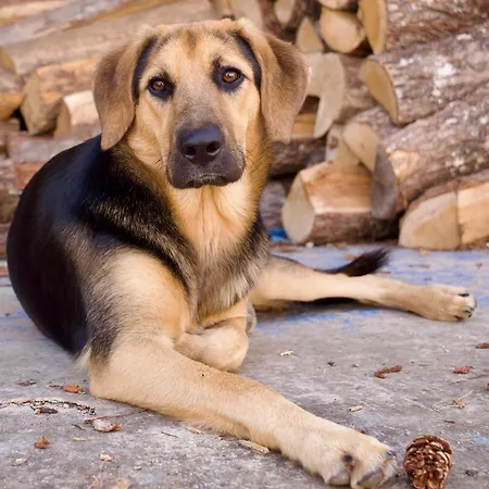 La Gueriniere, Entre Ocean Et Campagne ! Σπίτι διακοπών *